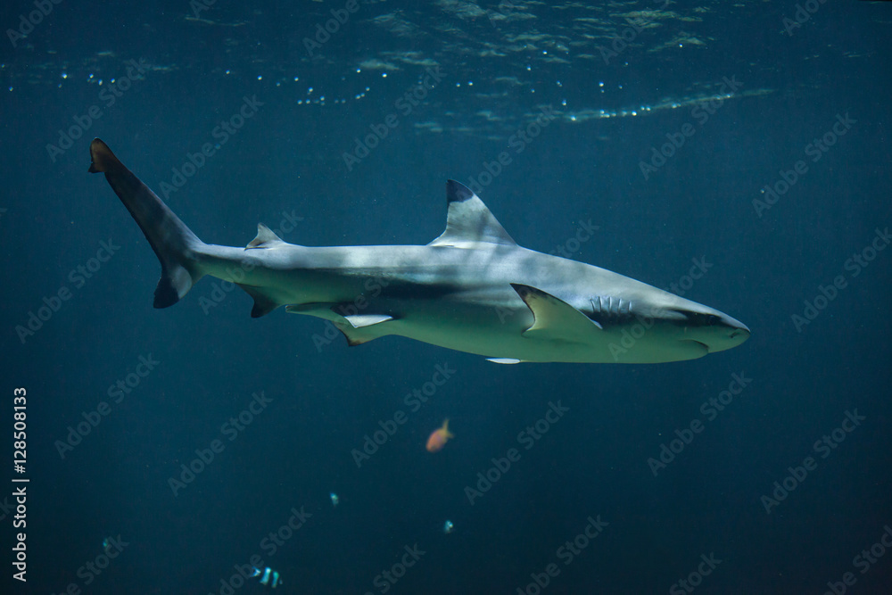 Fototapeta premium Blacktip reef shark (Carcharhinus melanopterus)