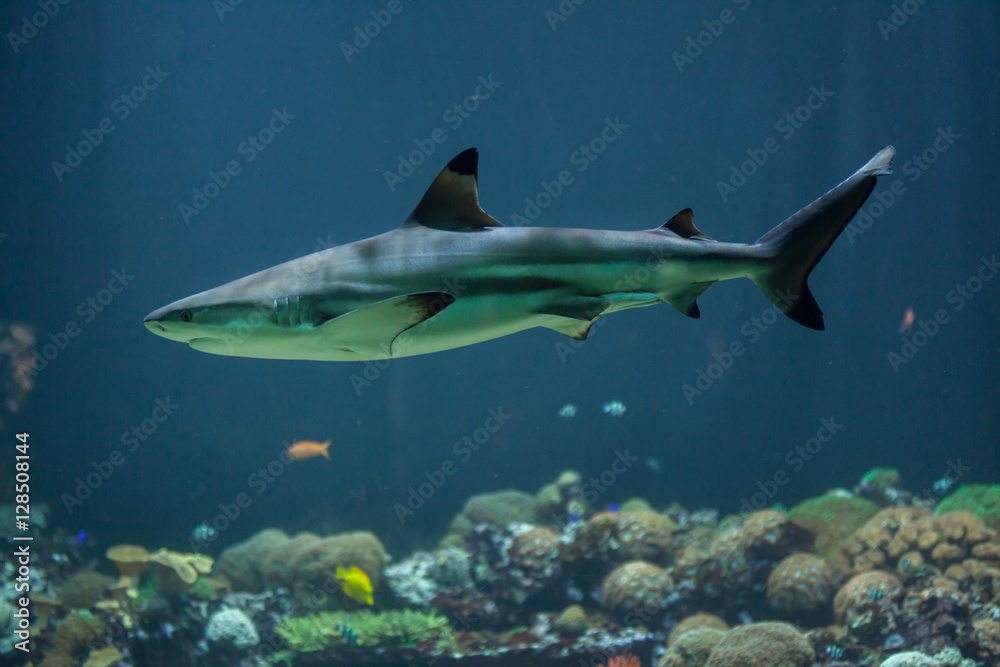 Fototapeta premium Blacktip reef shark (Carcharhinus melanopterus)