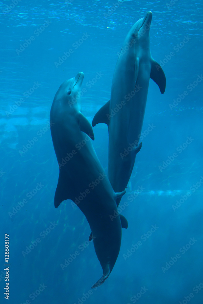 Obraz premium Common bottlenose dolphin (Tursiops truncatus).
