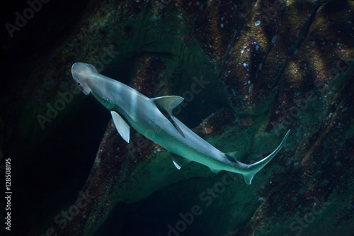 Bonnethead shark (Sphyrna tiburo) photo