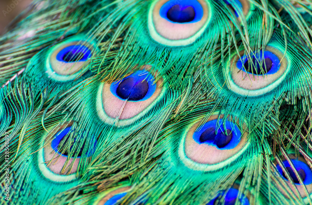 Fototapeta premium peacock feathers