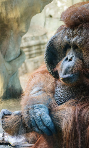 Orangutan at Erie Zoo