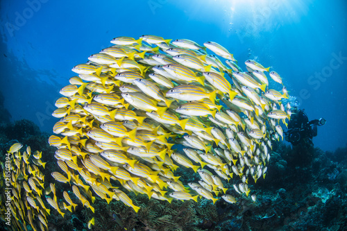 Fotografie yellow snappers in Raja Ampat