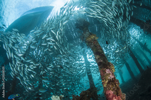 large fish school under a jetty in Raja Ampat photo