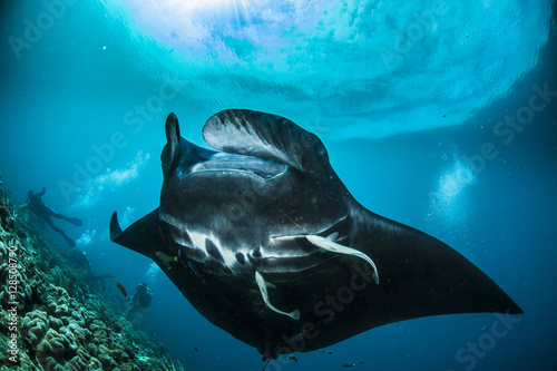 Bilde på lerret Oceanic manta ray in Raja Ampat