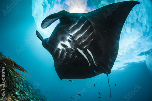 Oceanic manta ray in Raja Ampat