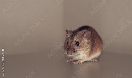 House mouse (Mus musculus)