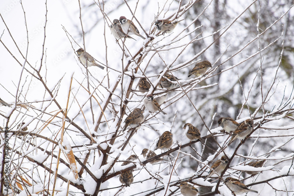 Obraz premium Sparrow on branches of bushes. Winter weekdays for sparrows. Common sparrow on the branches of currants