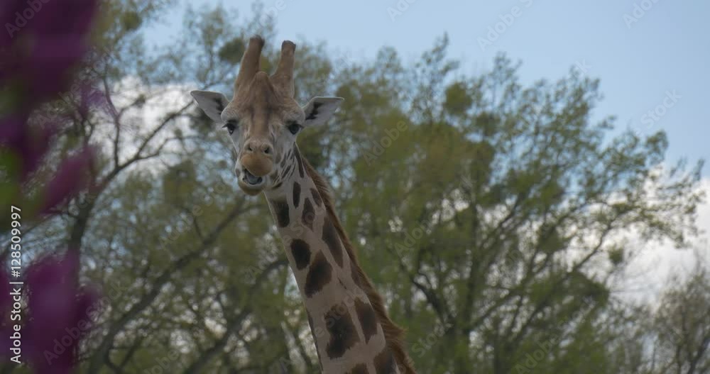 Giraffe Eating Leaves From Trees Head and Neck Excursion to the Zoo is Summer Sunny Day Biology Zoology Environmental Protection Wildlife and Nature Giraffe Eating Leaves From Trees Head and Neck Excursion to the Zoo is Summer Sunny Day Biology Zoology Environmental Protection Wildlife and Nature