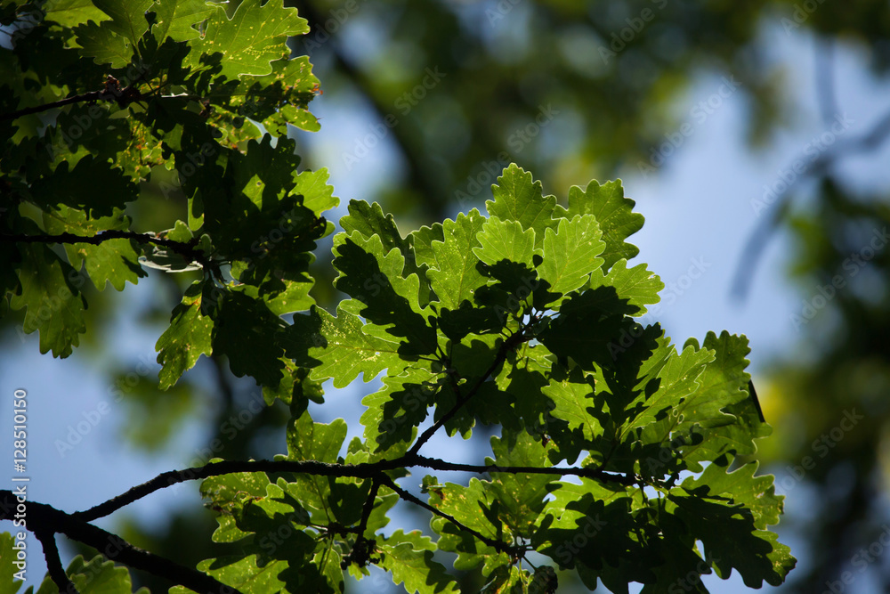 Pedunculate oak (Quercus robus). Pedunculate oak (Quercus robus).