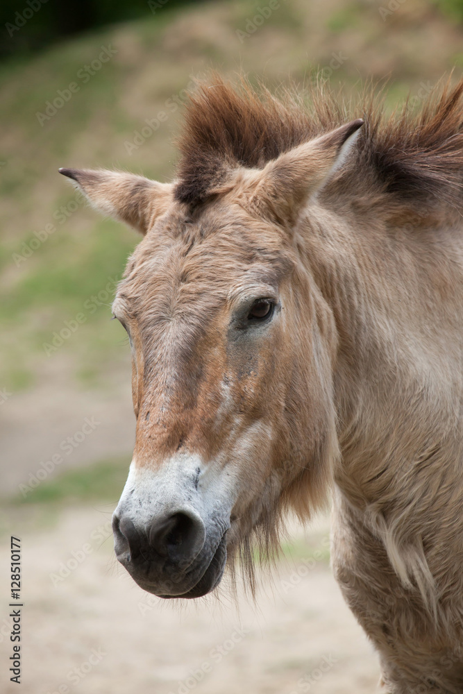 Przewalski's horse (Equus ferus przewalskii) Przewalski's horse (Equus ferus przewalskii)