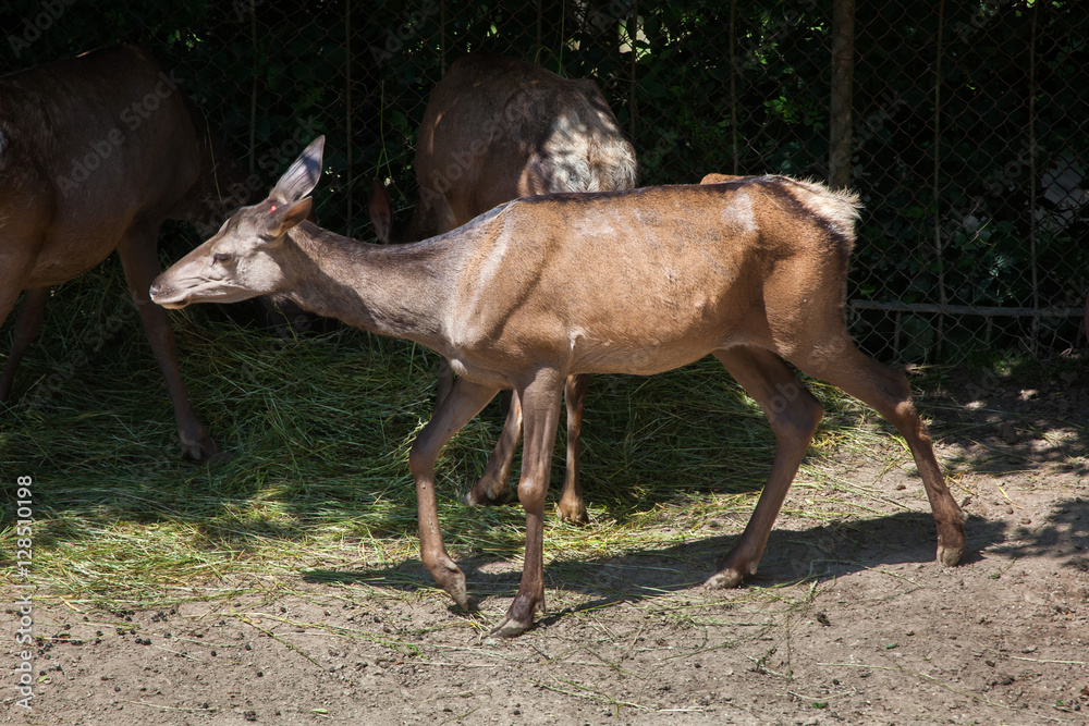 Fototapeta premium Altai wapiti (Cervus canadensis sibiricus)
