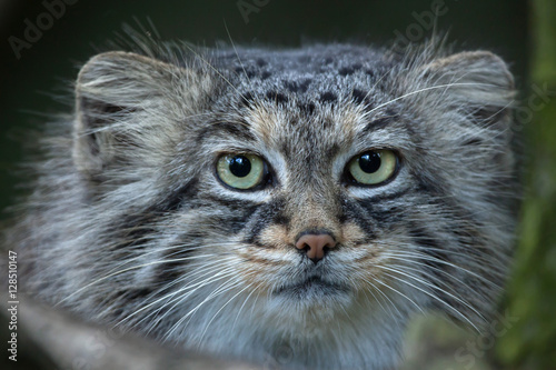 Sticker Pallas's cat (Otocolobus manul)