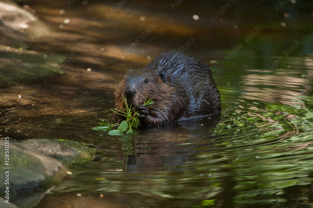 North American beaver (Castor canadensis) North American beaver (Castor canadensis)