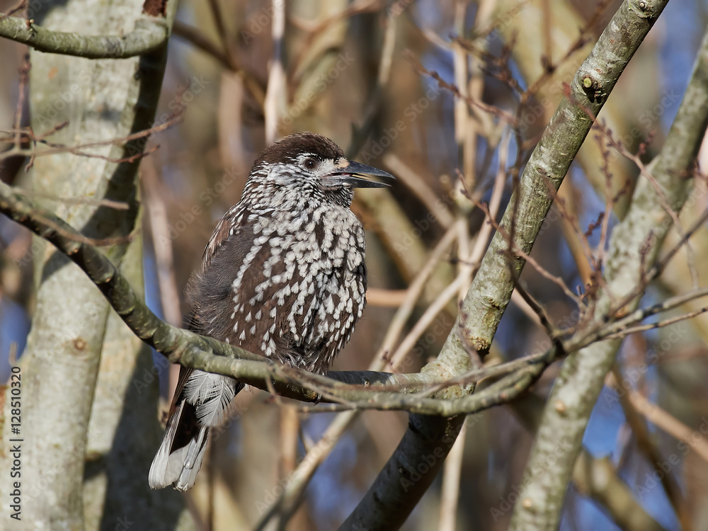 Eurasian nutcracker (Nucifraga caryocatactes) Eurasian nutcracker (Nucifraga caryocatactes)
