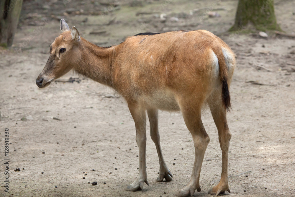 Pere David's deer (Elaphurus davidianus)