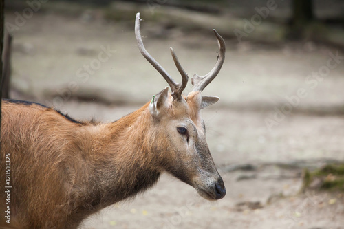 Fototapeta Naklejka Na Ścianę i Meble -  Pere David's deer (Elaphurus davidianus)