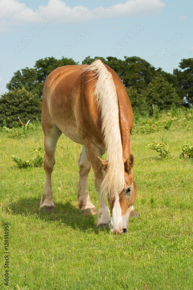 Fototapeta premium Belgian draft horse grazing in pasture