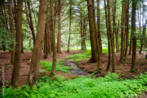 Chapman State Park