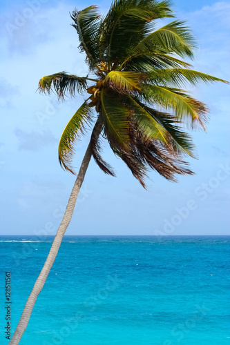 Breeze day  palmt tree turquoise sea