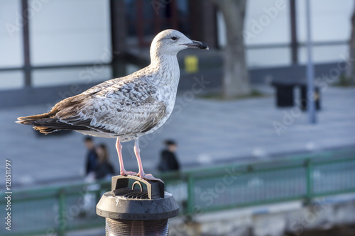 Seagull Standing On A Pole photo