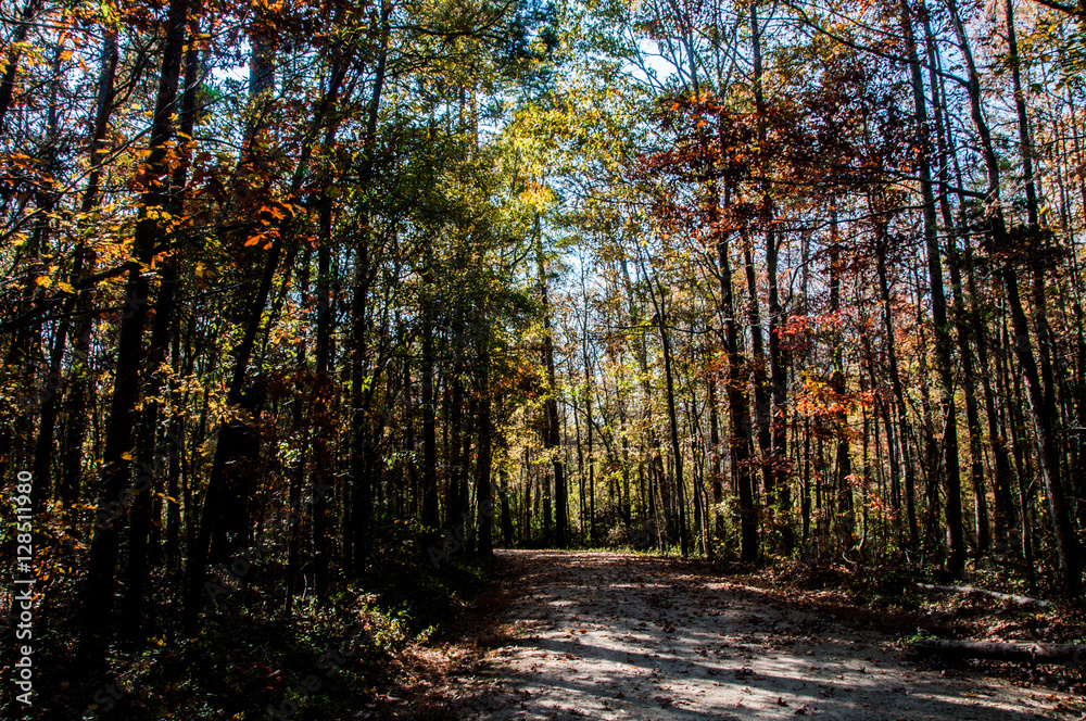 Obraz premium Campbell Park fall foliage