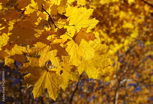 Branch of yellow autumn maple