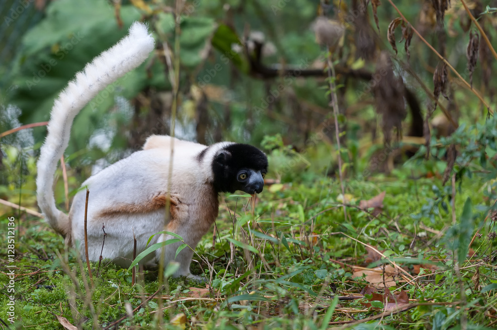 Obraz premium white Kroonsifaka