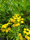 Tansy flowers (Tanacetum vulgare, Common Tansy, Cow Bitter, Mugw