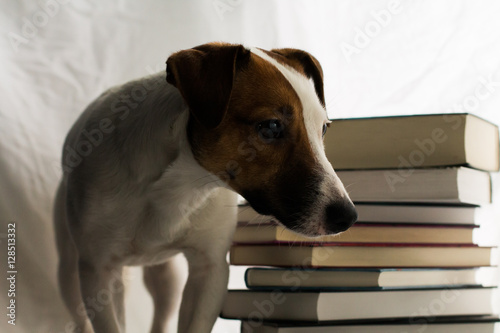 Jack Russell and the book, smart dog, books and a dog
