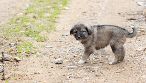 sad puppy on the village road photo