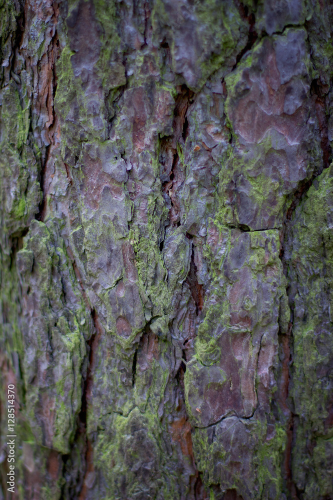 Tree bark background Tree bark background