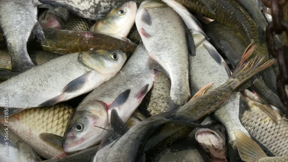 bunch of live freshwater fish, slow motion bunch of live freshwater fish, slow motion