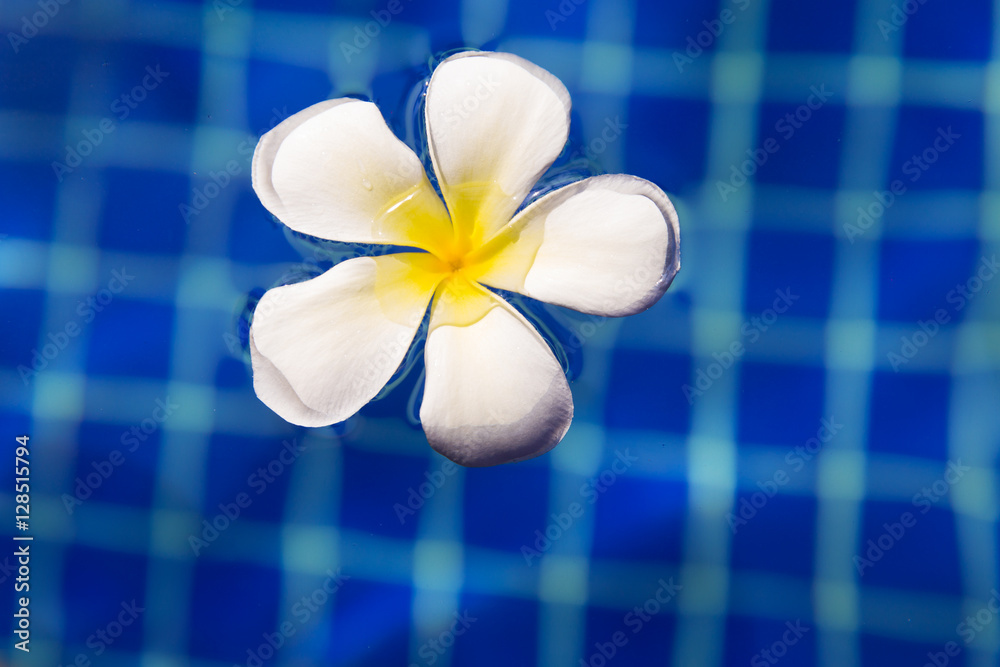 plumeria frangipani flower in swimming pool plumeria frangipani flower in swimming pool