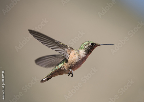 Rufous Hummingbird Female in Flight