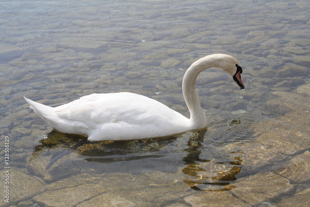 Fototapeta premium swan