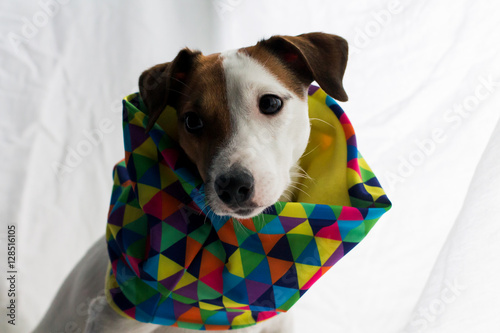Fototapeta Naklejka Na Ścianę i Meble -  Jack Russell, dog, knitted hat, smile,beautiful scarf, rainbow,smart dog