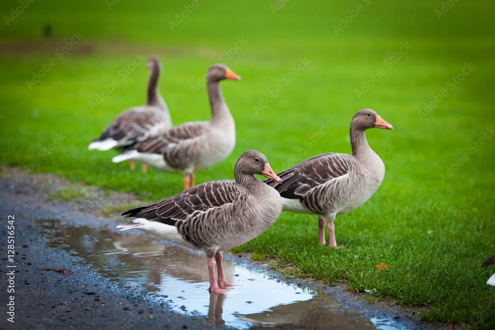 geese on green meadow. geese and goose. Group of gray geese geese on green meadow. geese and goose. Group of gray geese
