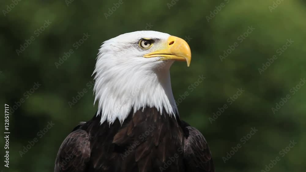 Bald Eagle, haliaeetus leucocephalus, Portrait of Adult Calling, looking around, Real Time Bald Eagle, haliaeetus leucocephalus, Portrait of Adult Calling, looking around, Real Time