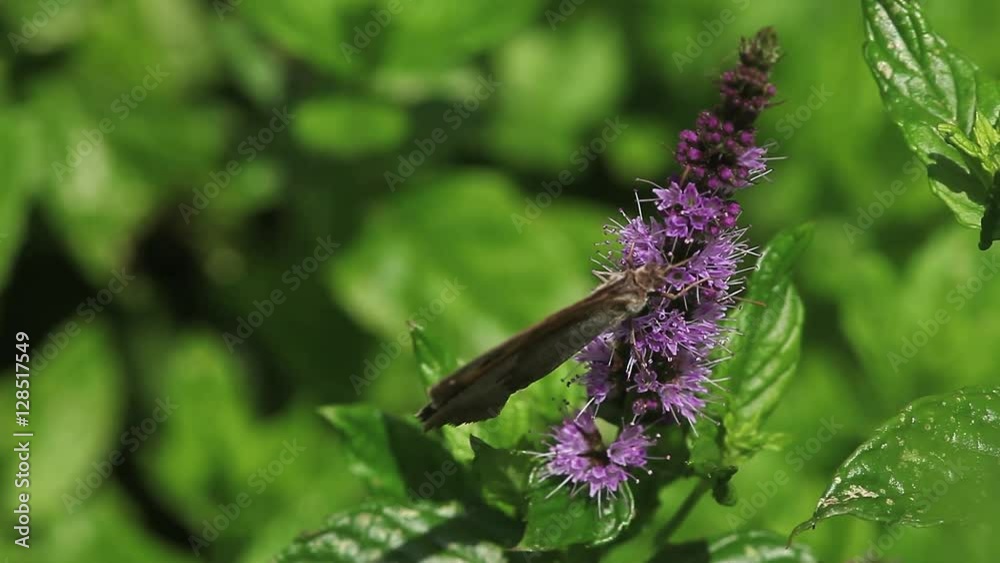 Gatekeeper Butterfly, pyronia tithonus, Adult Feeding on Buddleja or Summer Lilac, Normandy in France, Real Time Gatekeeper Butterfly, pyronia tithonus, Adult Feeding on Buddleja or Summer Lilac, Normandy in France, Real Time