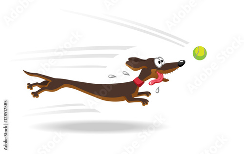 Dachshund dog running for tennis ball. 