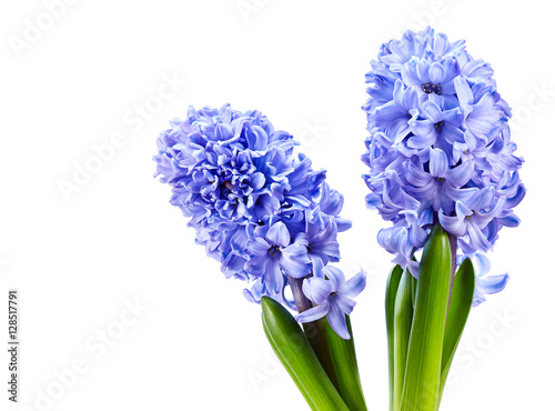 violet hyacinth spring background