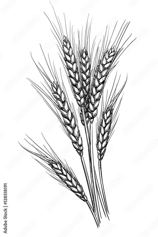 Vector illustration of wheat. Vector illustration of wheat.