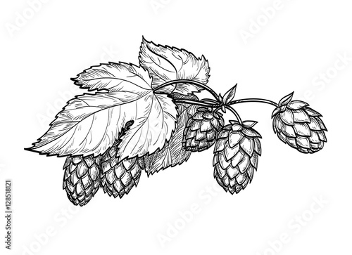 Vector illustration of hops.