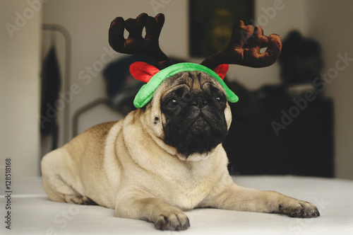 Fototapeta Naklejka Na Ścianę i Meble -  Pug dog with Christmas horns