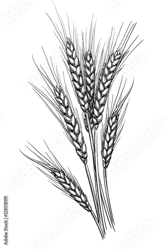 Vector illustration of wheat. photo