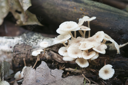 Mushrooms Gymnopus confluens
