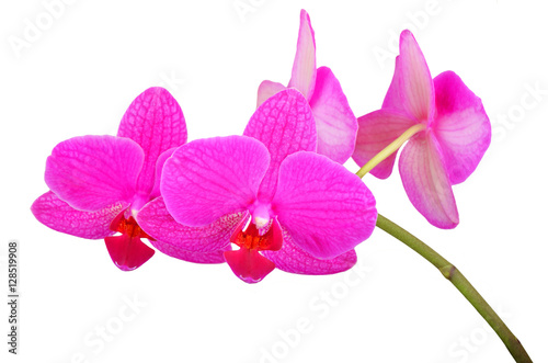 Pink orchid flower