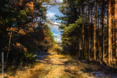 Autumn forest road © Sergey Fedoskin