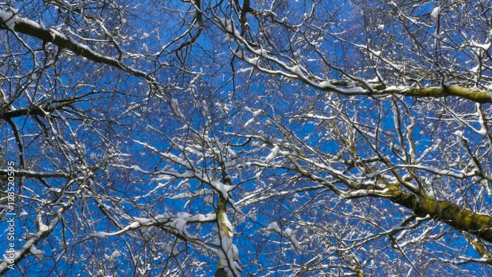 Looking up at treetops in the winter-Dolly shot Looking up at treetops in the winter-Dolly shot